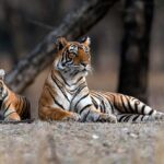 Golden Triangle Tour with Ranthambore